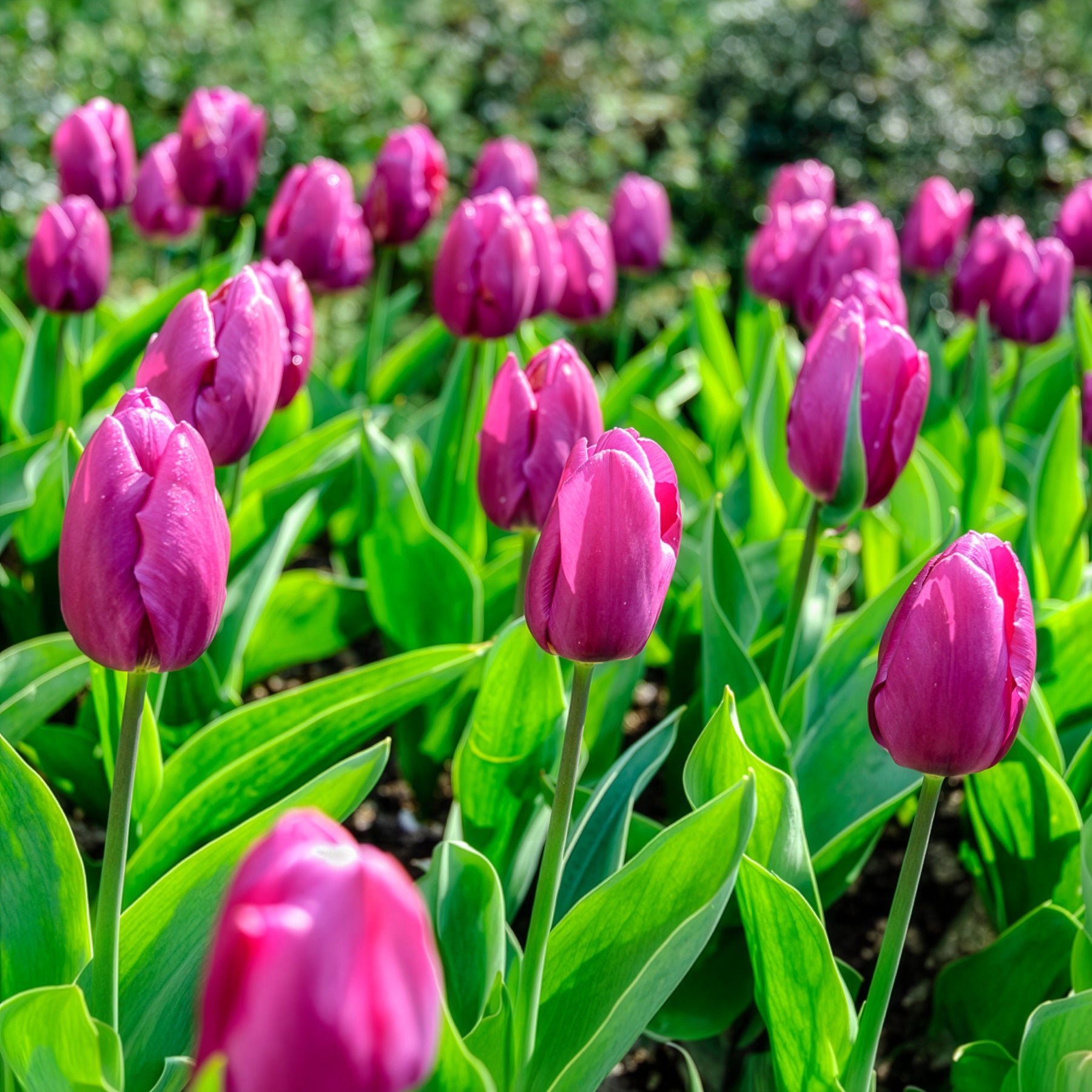 Bulbes de printemps pour massif arc-en-ciel  - Narcissus, Tulipa Purple Priince, Van Eijk, Apeldoorn's Elite - Bakker