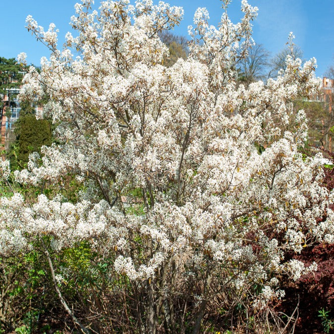 Vente Amélanchier de Lamarck - Amelanchier lamarckii