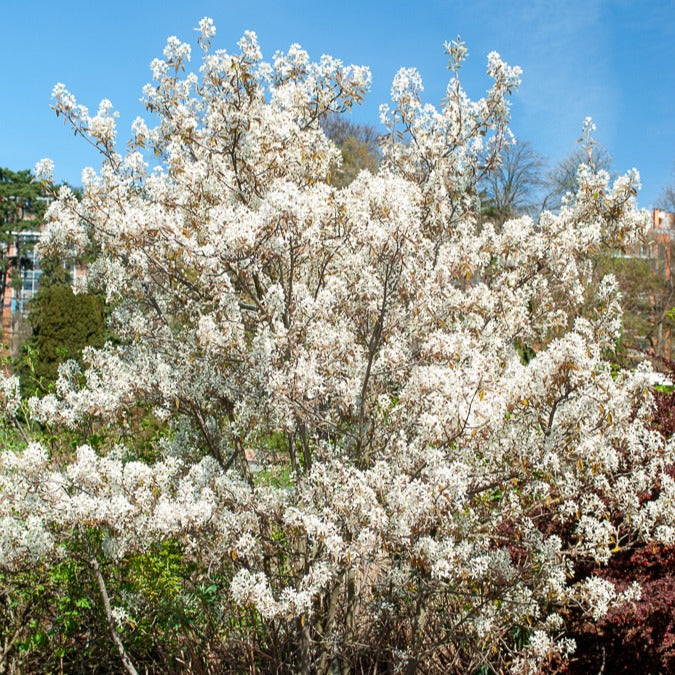 Cotoneaster franchetii, Amelanchier lamarckii, Euonymus europaeus, Symphoricarpos doorenbosii - Collection Haie aux oiseaux - Arbustes de haie