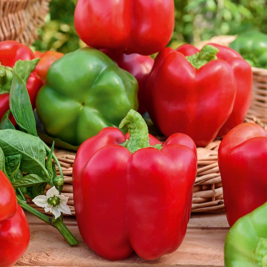 Poivron 'California Wonder' - Bakker