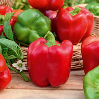 Cucurbita pepo, Solanum melongena, Capsicum annuum, Solanum lycopersicum - Collection de légumes du soleil - Autres graines de légumes