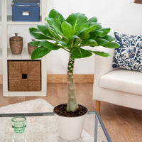 Brighamia insignis kirsten - Palmier Hawaïen - Palmiers d'intérieur