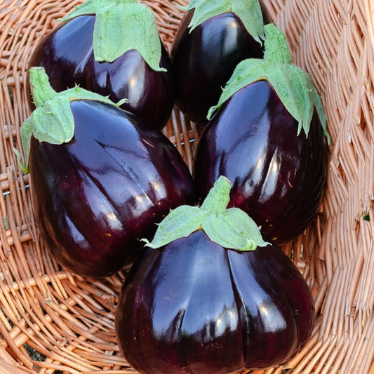 Aubergine Black Beauty - Solanum melongena black beauty - Potager