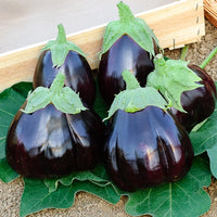 Aubergine Black Beauty - Solanum melongena black beauty - Graines