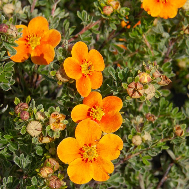 Potentille Hopley's Orange - Potentilla fruticosa Hopley's Orange - Bakker