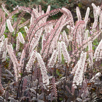 Cierge d'argent Pink Spike - Bakker