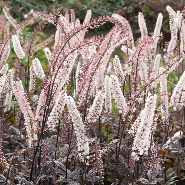 Cierge d'argent Pink Spike - Bakker