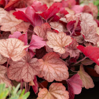 Heuchère Georgia Peach - Heuchera georgia peach - Bakker