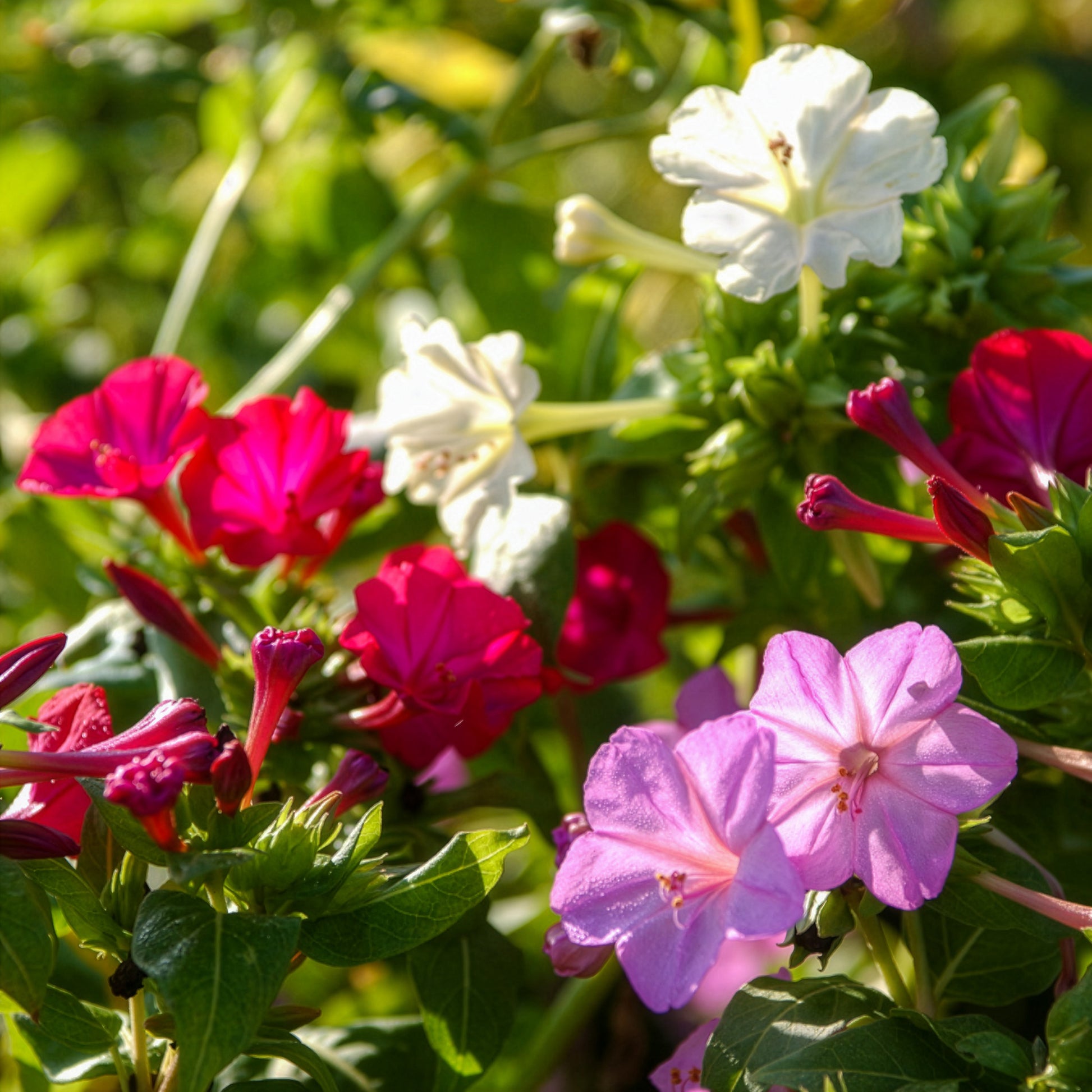 Mirabilis jalapa - 6 Belle-de-nuit en mélange - Plantes vivaces