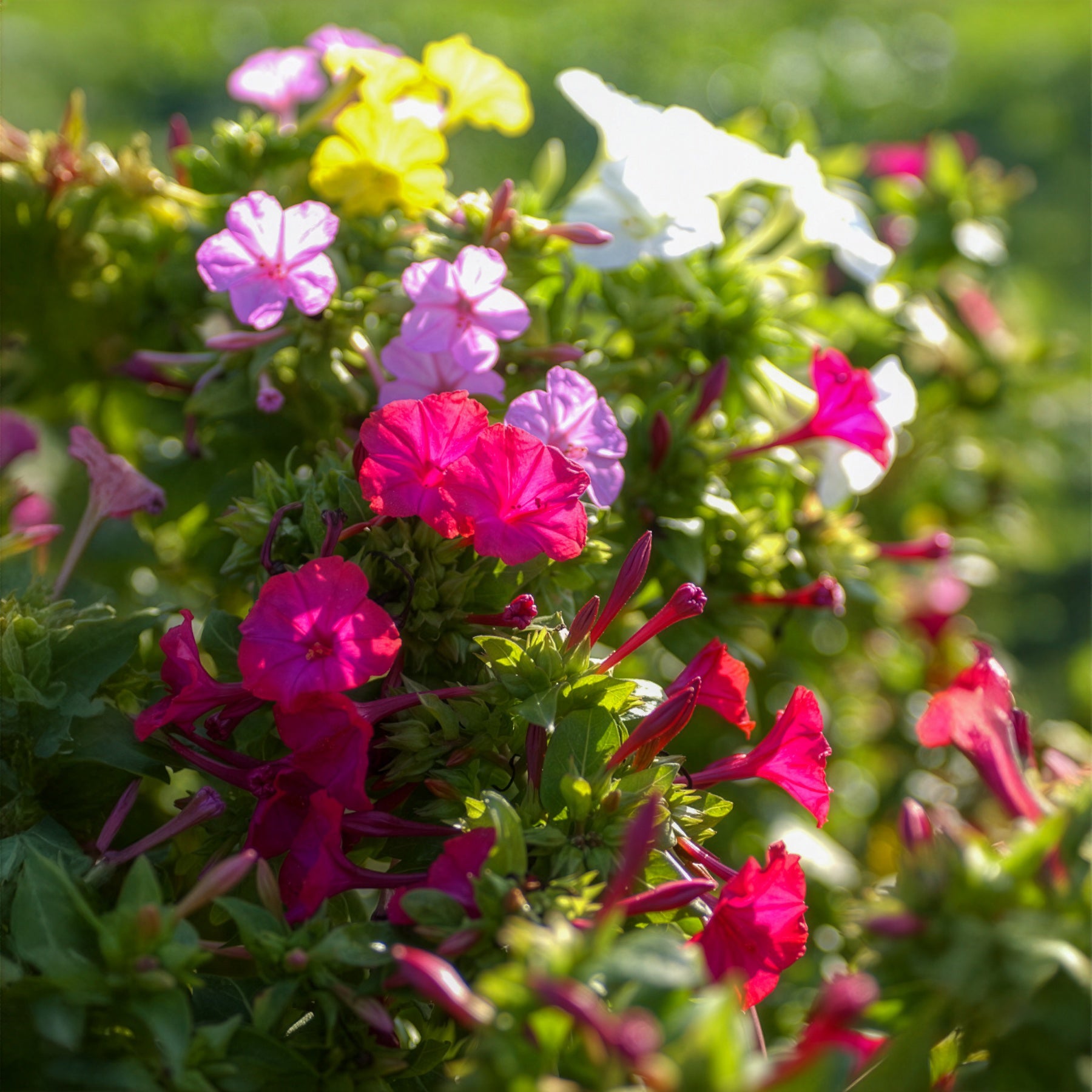 6 Belle-de-nuit en mélange - Bakker