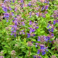 Nepeta mussinii - Nepeta mussinii - Bakker