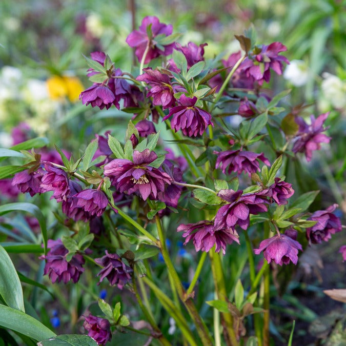 Bakker - 2 Hellébores doubles violettes Ellen - Helleborus double ellen purple - Terrasses et balcons