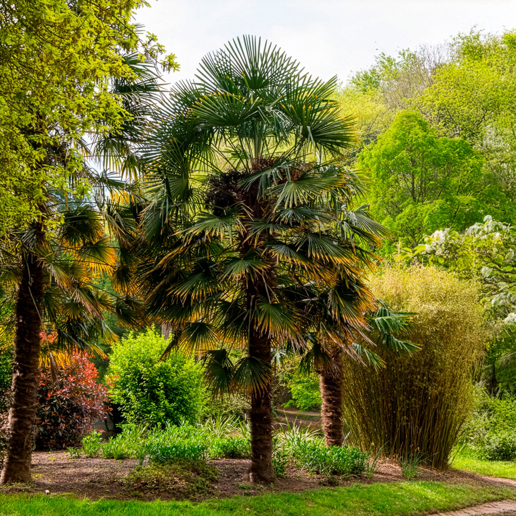 Palmier de Chine - Bakker