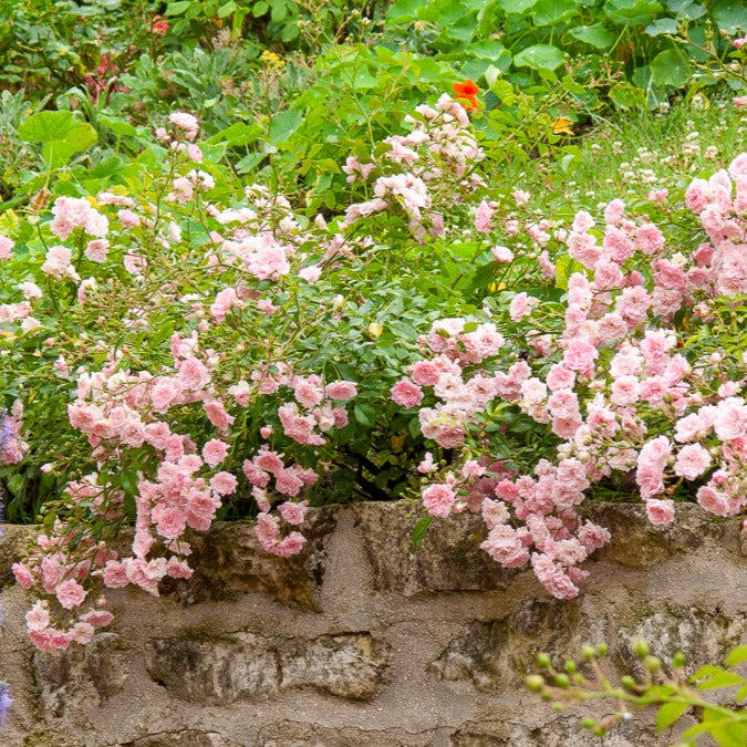 Rosiers couvre-sol - Rosier à massif 'The Fairy' - Rosa polyantha 'the fairy'