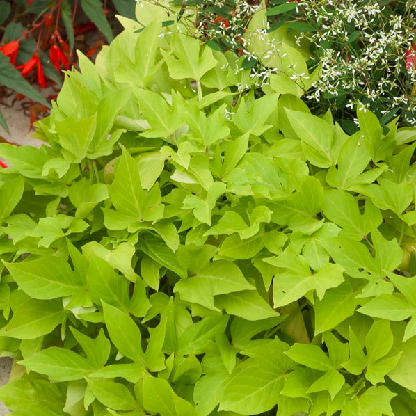 Bakker - 3 Ipomées Sweet Caroline Green - Ipomoea batatas 'sweet caroline green' - Plantes d'extérieur