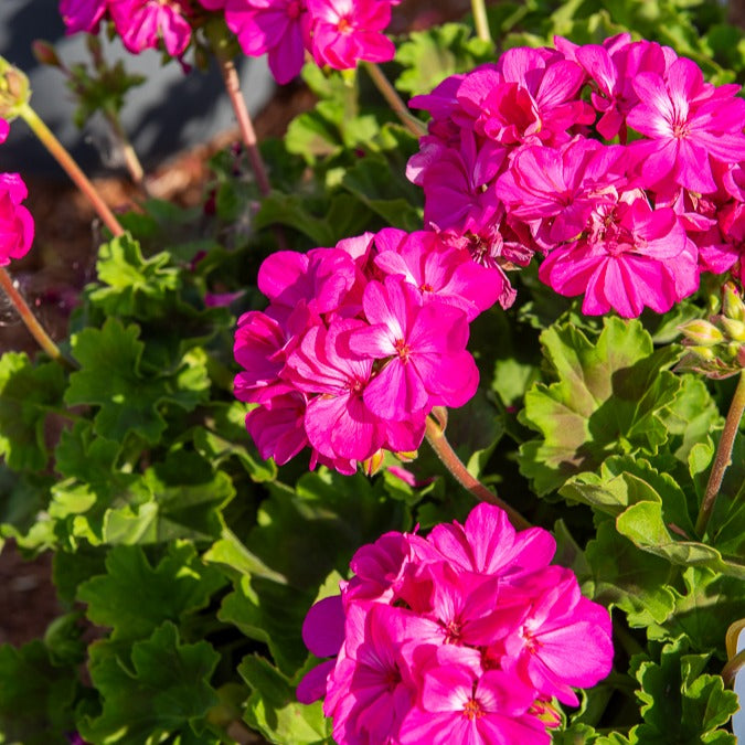 3x Géranium Pelargonium 'Dark Lilac' violet-rose - Caractéristiques des plantes