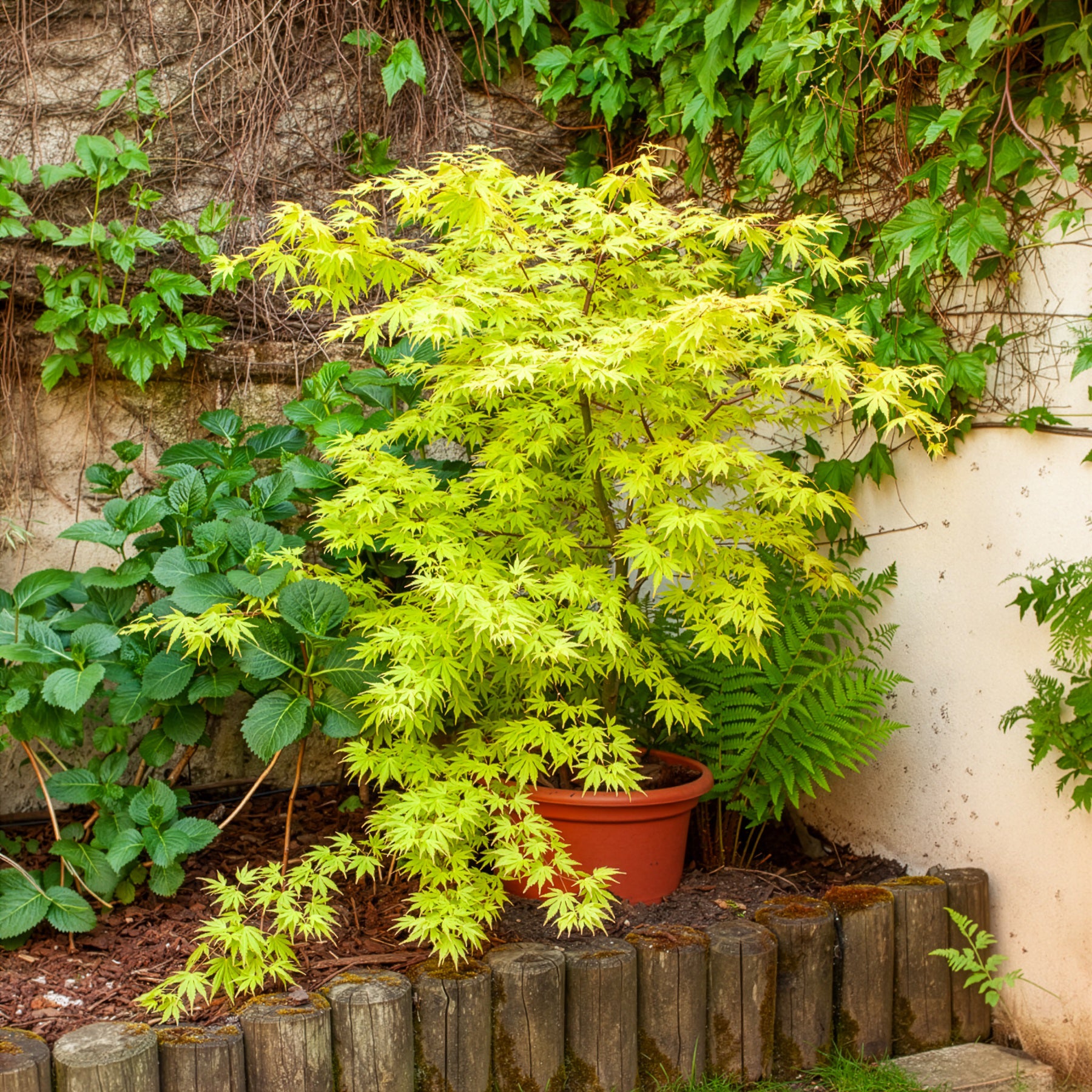 Érable du Japon 'Orange Dream' - Érable du Japon - Bakker