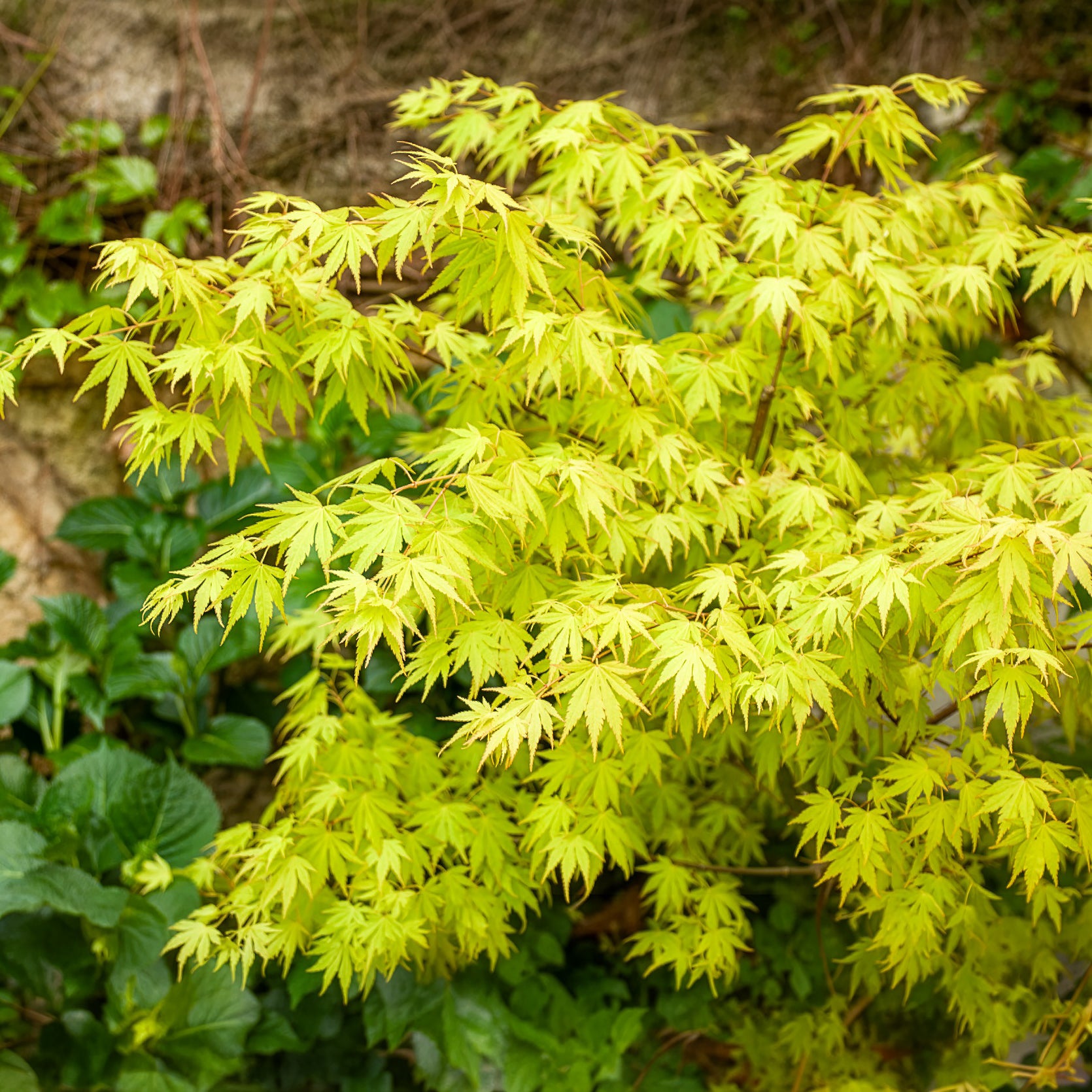 Vente Érable du Japon - Érable du Japon 'Orange Dream'
