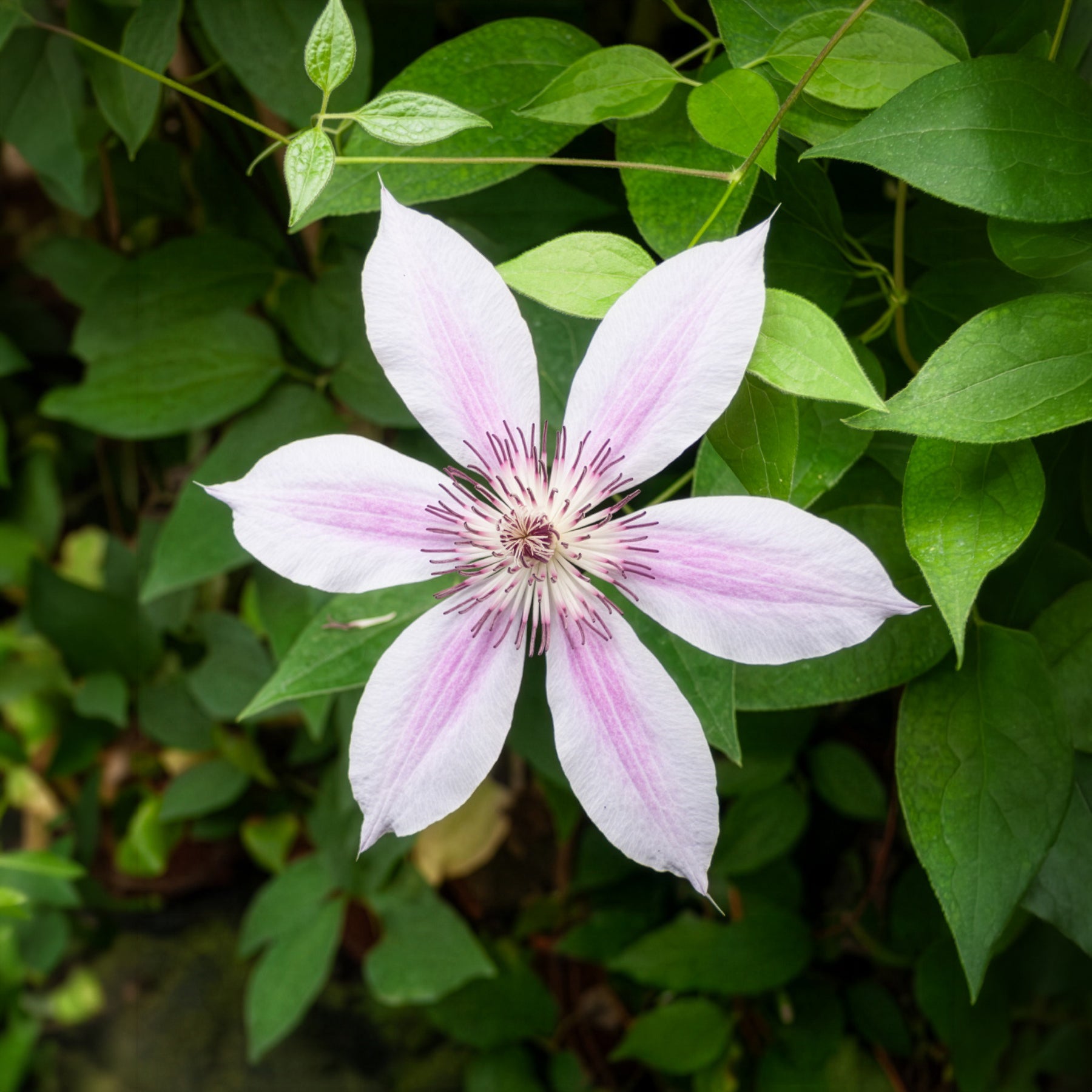 Clematis 'nelly moser' - Clématite 'Nelly Moser' - Clématite