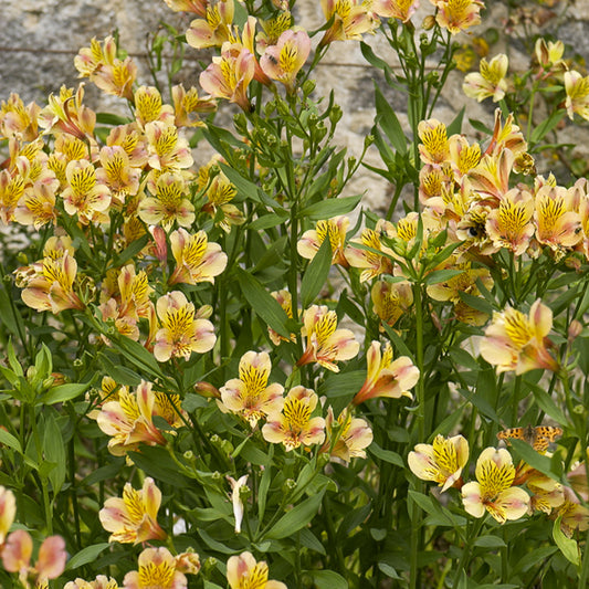 Lys des Incas - Alstroémère Majestic Layon - Bakker