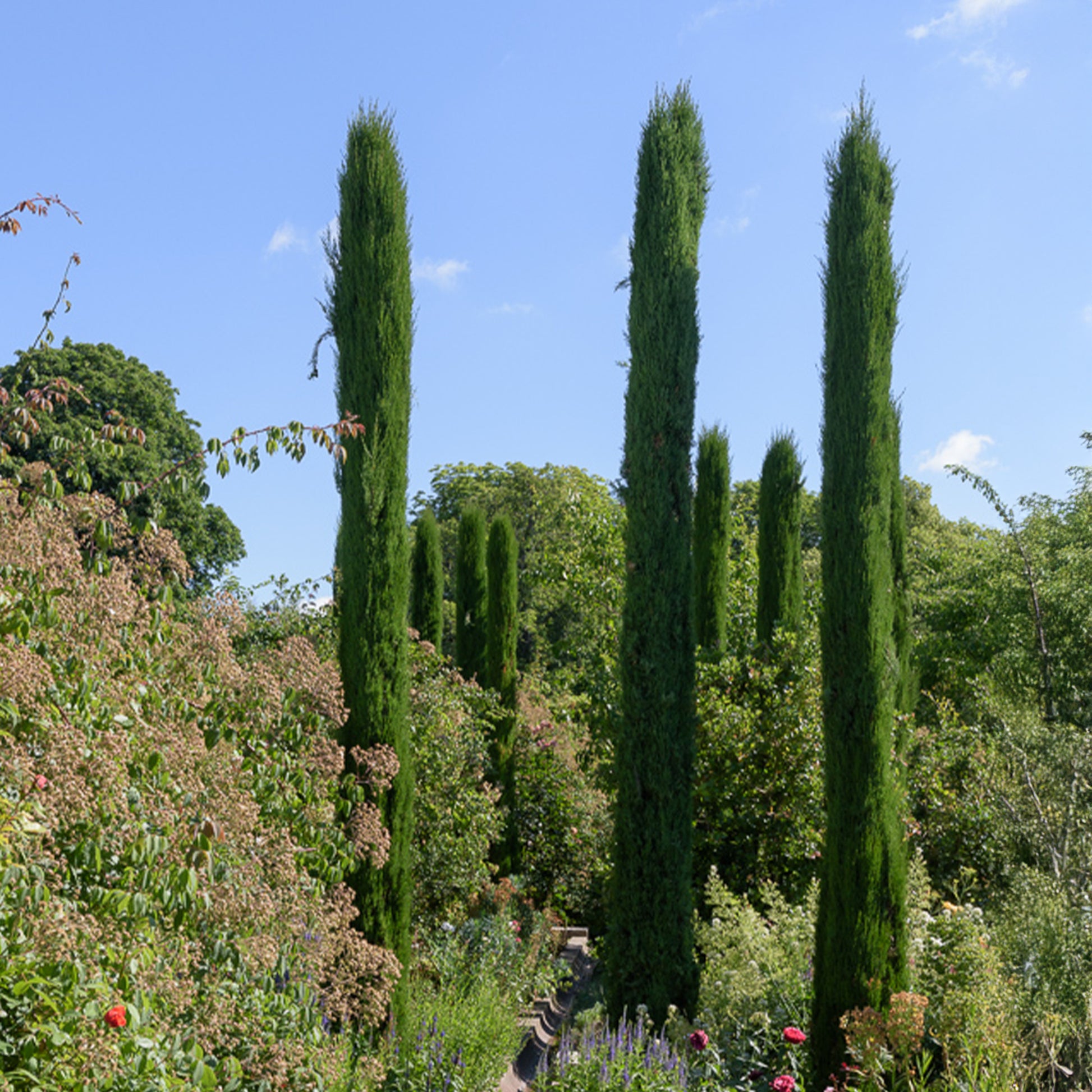 Cupressus sempervirens Stricta - Cupressus sempervirens Stricta/ Cyprès dItalie - Conifères