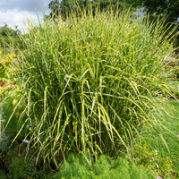 Eulalie Zebrinus - Miscanthus sinensis Zebrinus - Bakker