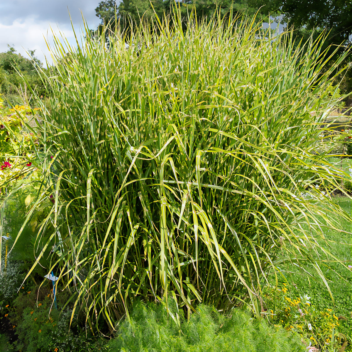 Eulalie Zebrinus - Miscanthus sinensis Zebrinus - Bakker
