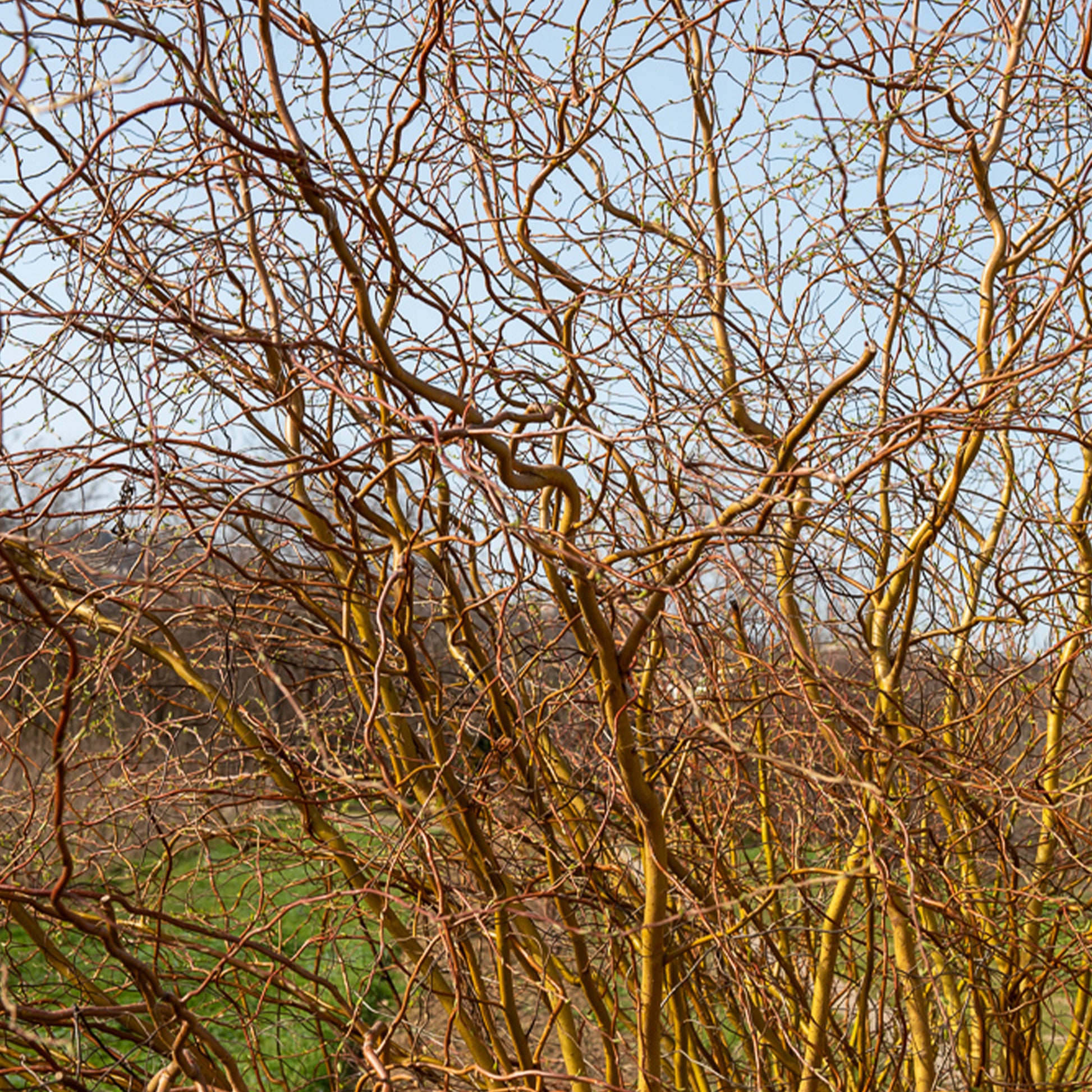 Saule tortueux - Salix erythroflexuosa - Bakker