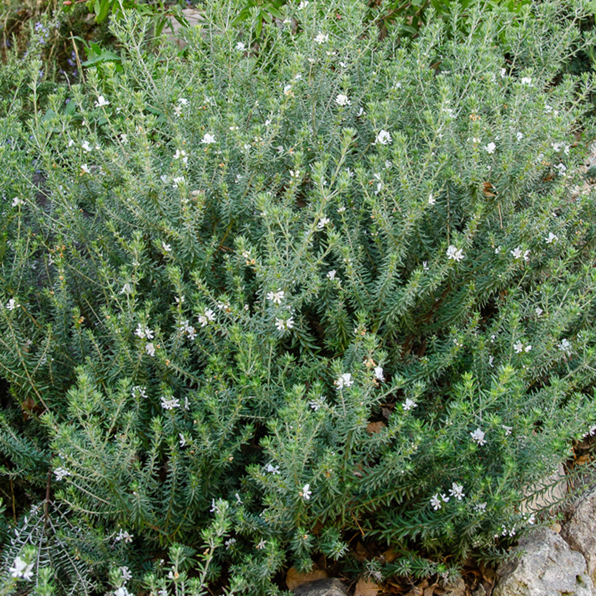 Romarin dAustralie - Bakker