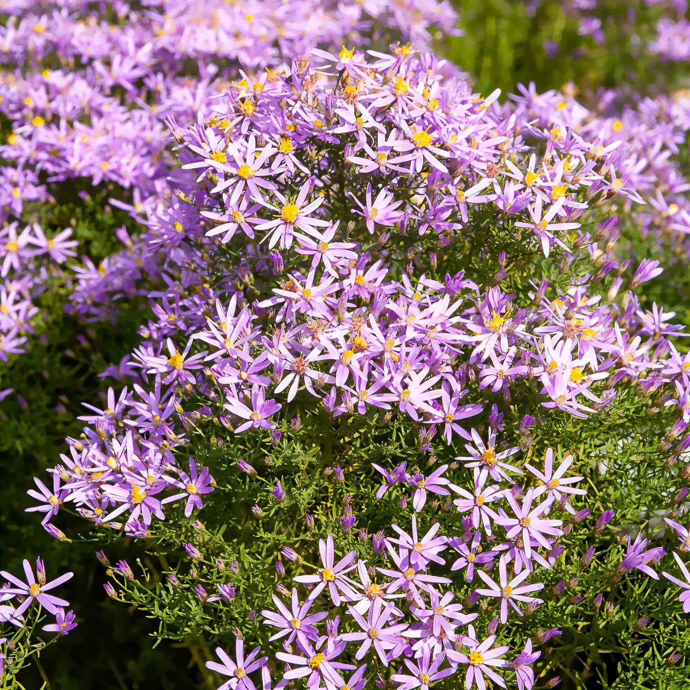 Aster nain à feuilles de sedum  - Bakker