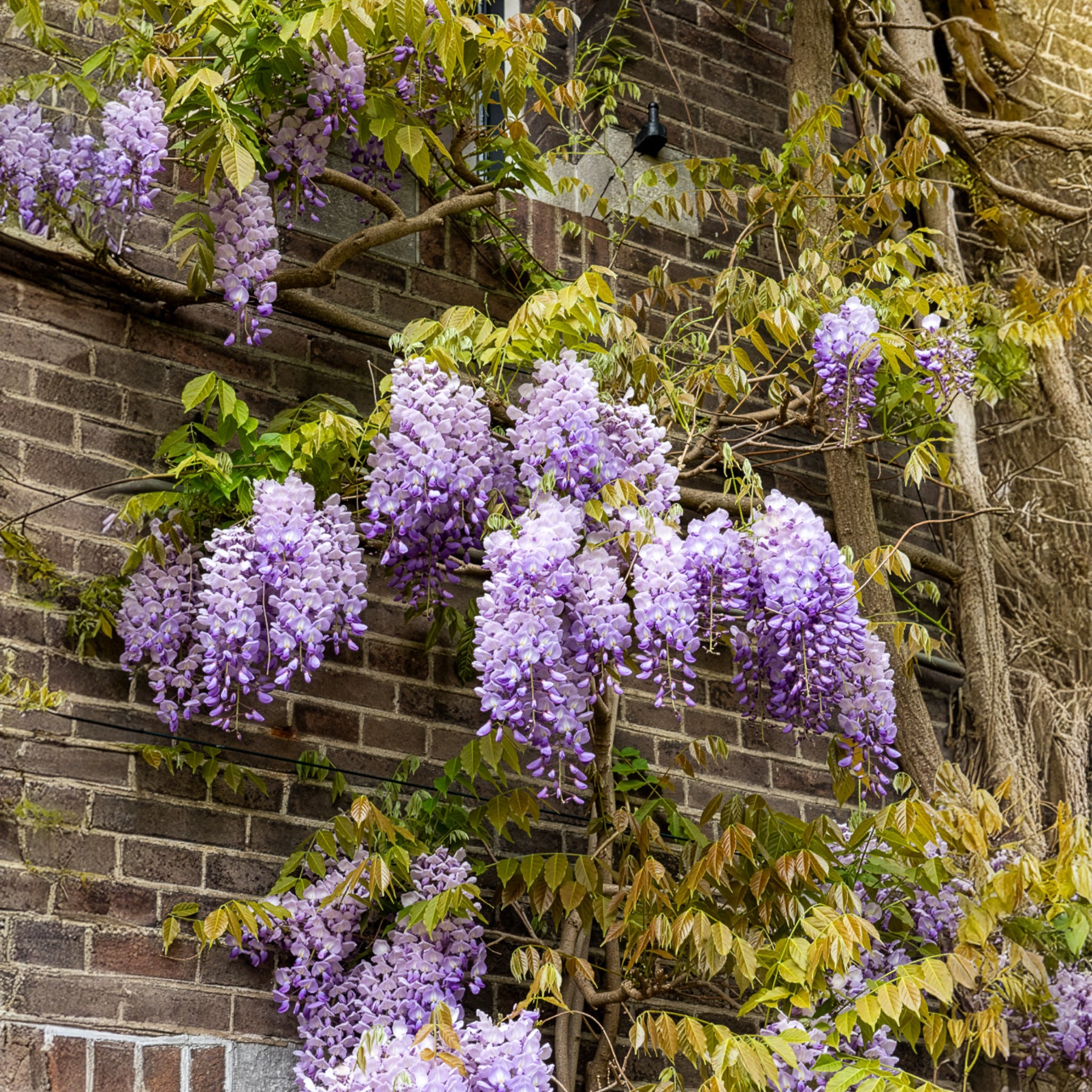 Glycine - Glycine de Chine 'Prolific' - Wisteria sinensis 'prolific'
