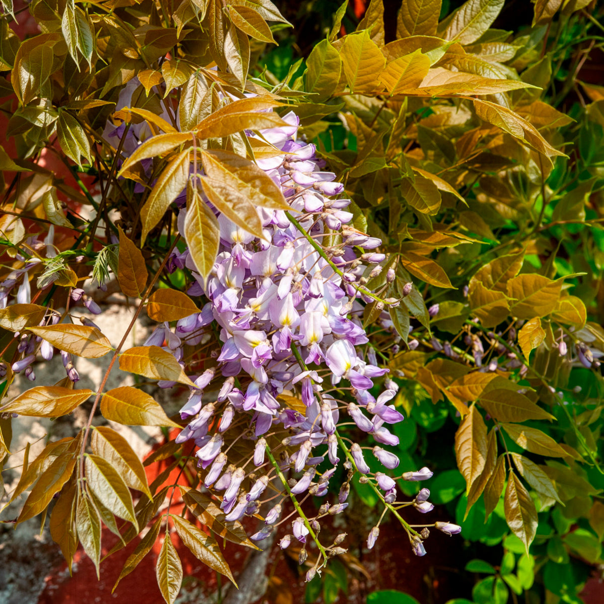 Glycine de Chine 'Caroline'