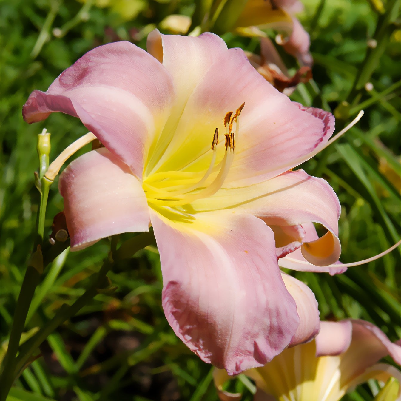 Hemerocallis Catherine woodbury - Hémérocalle Catherine Woodbury - Lys d'un jour - Hemerocallis - Hémérocalle