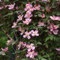 Clématite - Clématite montana 'Rubens' - Clematis montana Rubens