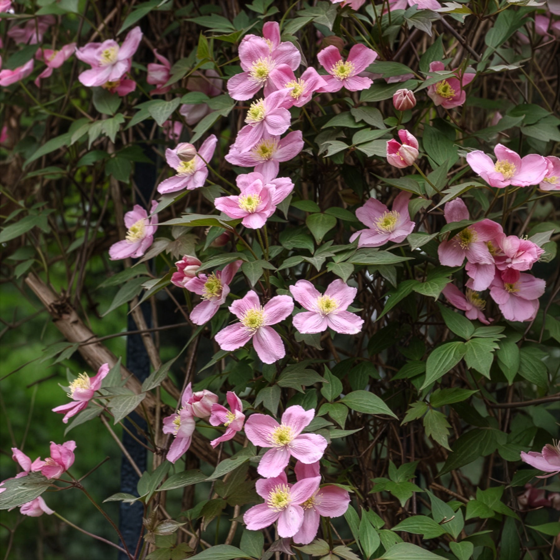 Clématite - Clématite montana 'Rubens' - Clematis montana Rubens