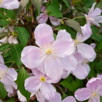 Clematis montana Rubens - Clématite montana 'Rubens' - Clématite