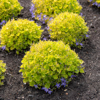 Campanule Dickson's Gold Campanule dorée de Dickson - Campanula garganica dicksons gold - Bakker