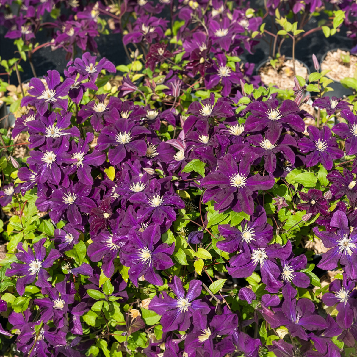 Clématite - Clématite 'Warszawska Nike' - Clematis Warszawska Nike