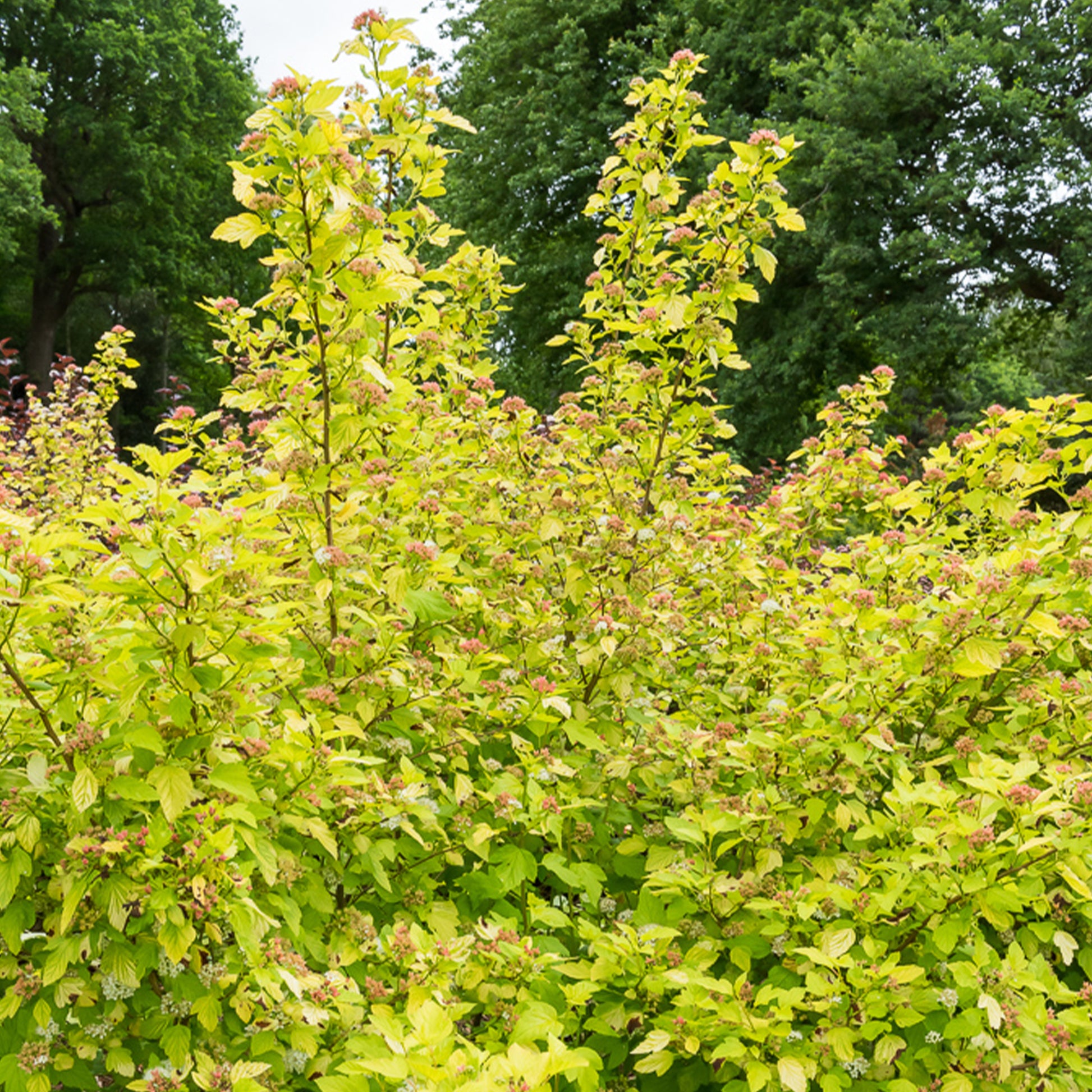Physocarpus opulifolius Dart's Gold - Physocarpe Dart's Gold - Physocarpus - Physocarpe