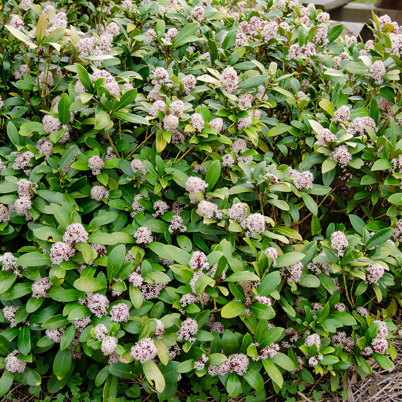 Skimmia japonica Rubella - Skimmia du Japon Rubella - Skimmia