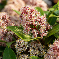 Skimmia - Skimmia du Japon Rubella - Skimmia japonica Rubella