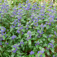 Caryopteris clandonensis Grand Bleu ® Inoveris - Caryopteris x clandonensis Grand Bleu® Inoveris - Caryopteris