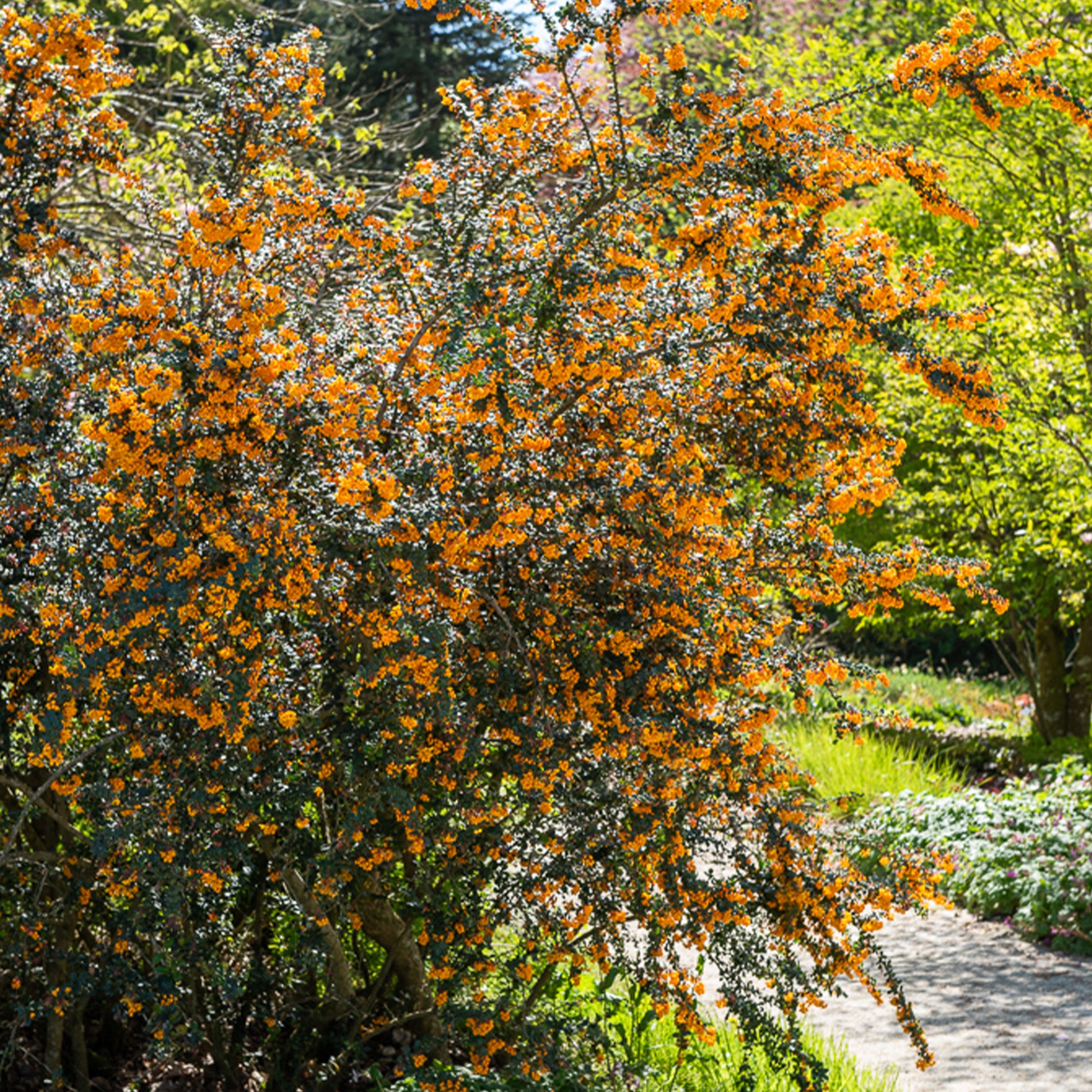 Arbustes à feuillage persistant - Berberis de Darwin - Berberis darwinii