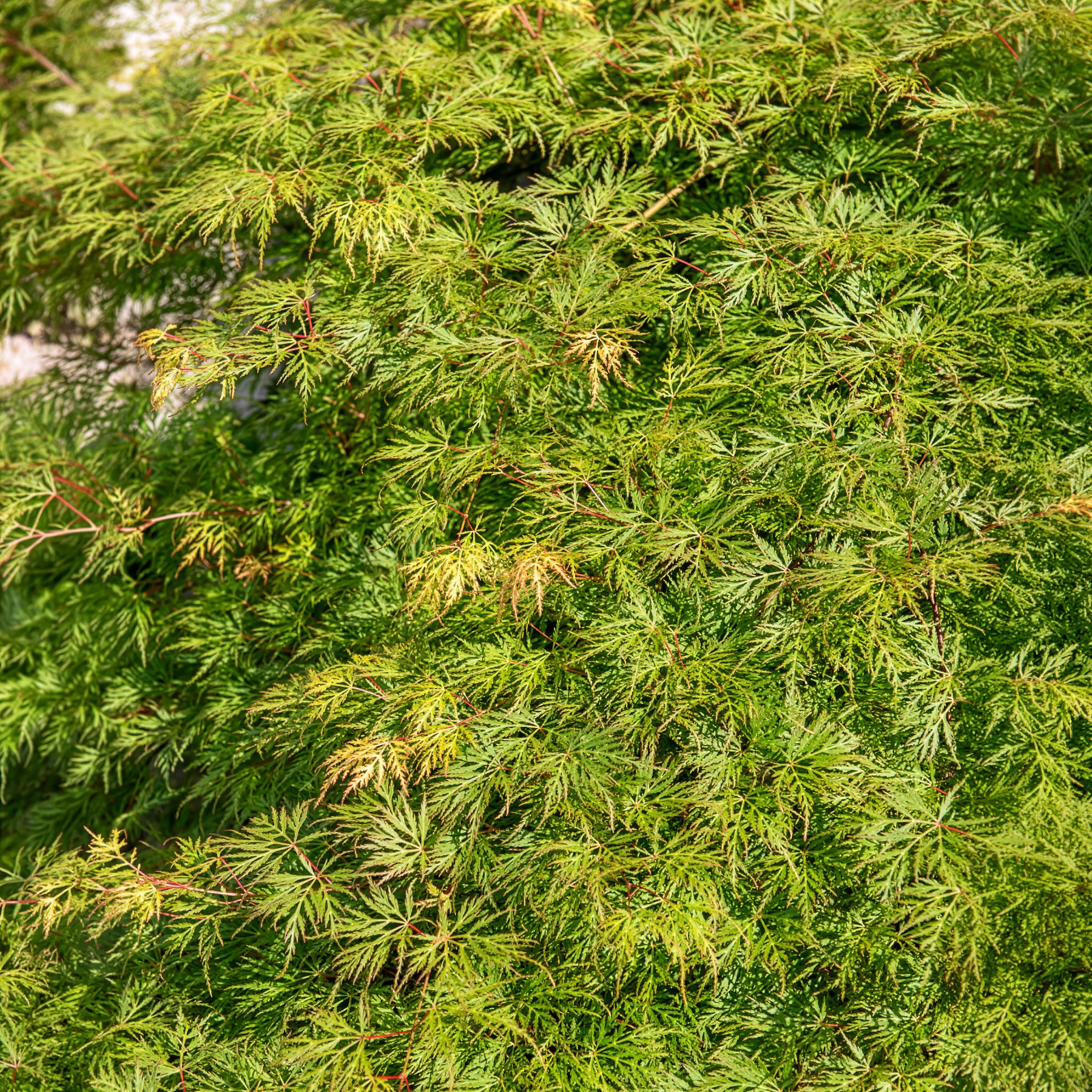 Vente Erable japonais 'Emerald Lace'