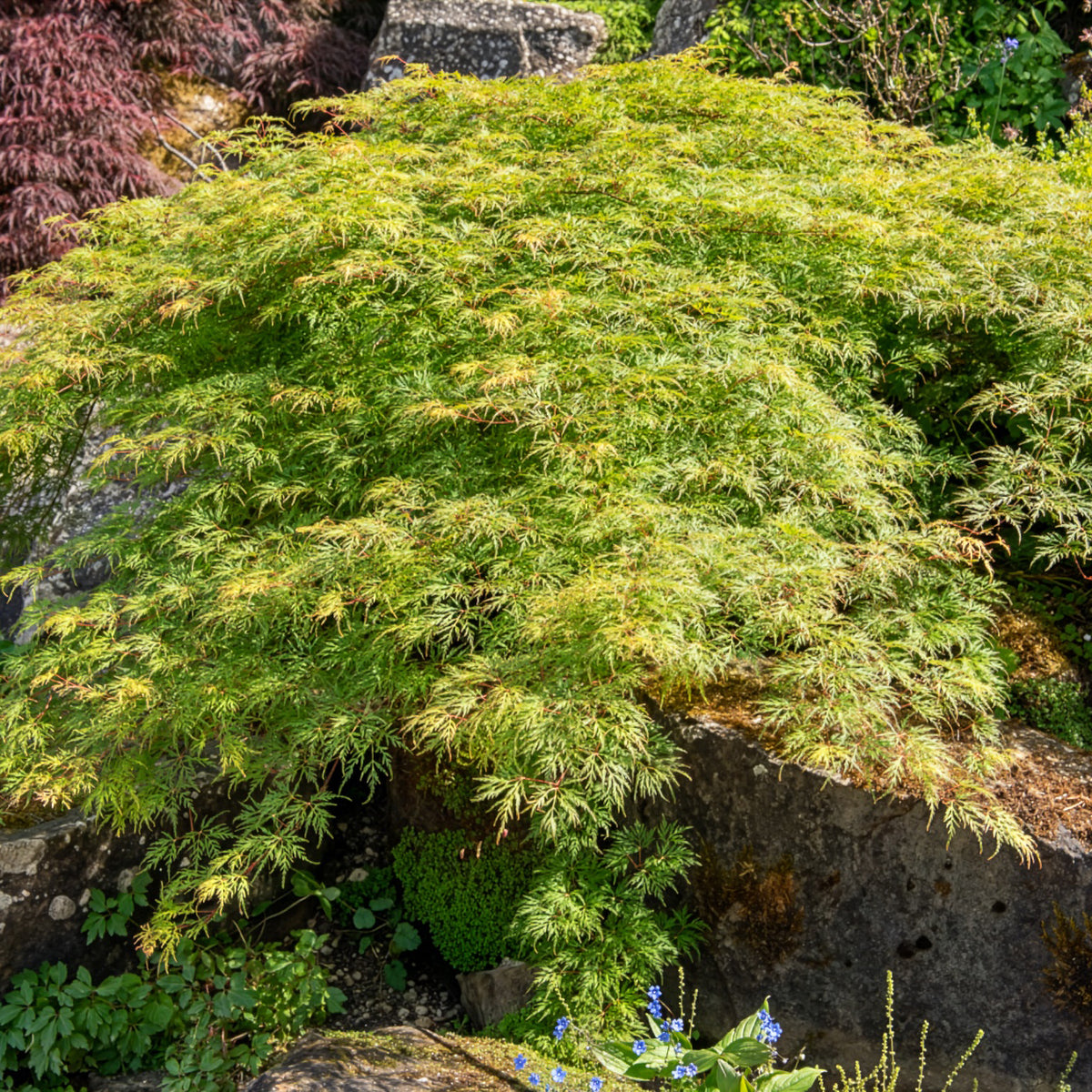 Acer palmatum emerald lace - Erable japonais 'Emerald Lace' - Érable du Japon