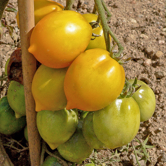 Tomate citron - Lemon Tree - Solanum lycopersicum lemon tree - Potager