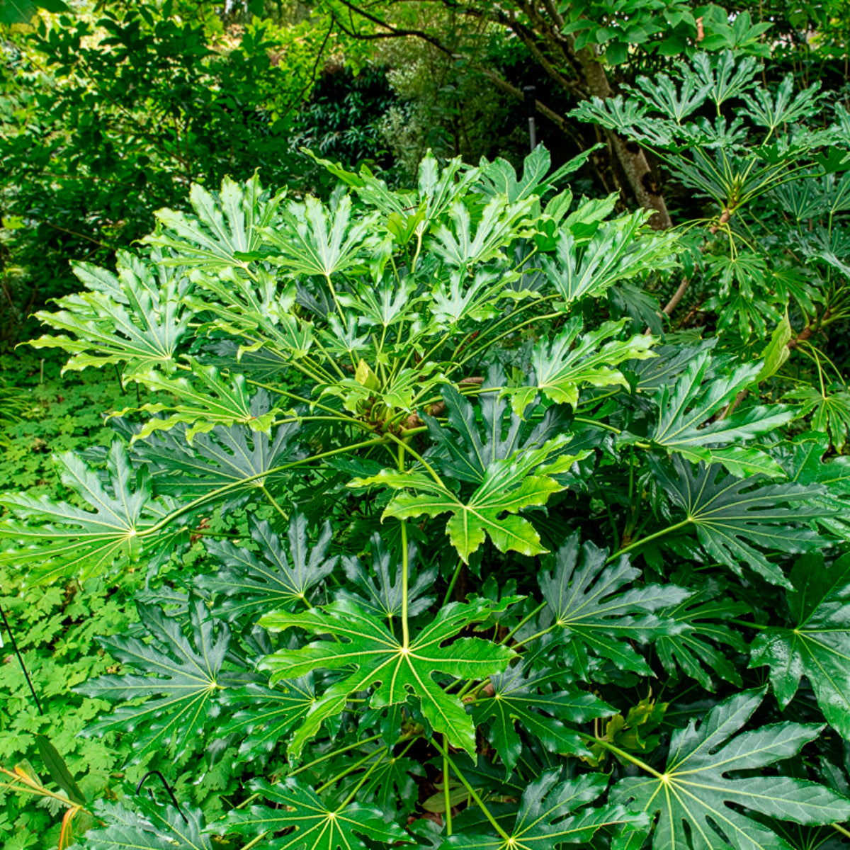 Plantes vertes d'intérieur - Aralia du Japon - Fatsia japonica