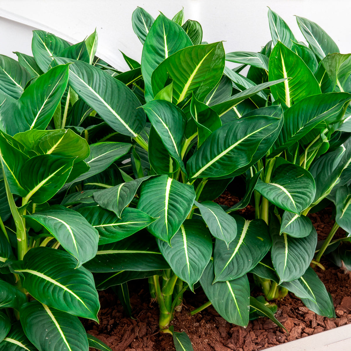 Dieffenbachia 'Green Magic'