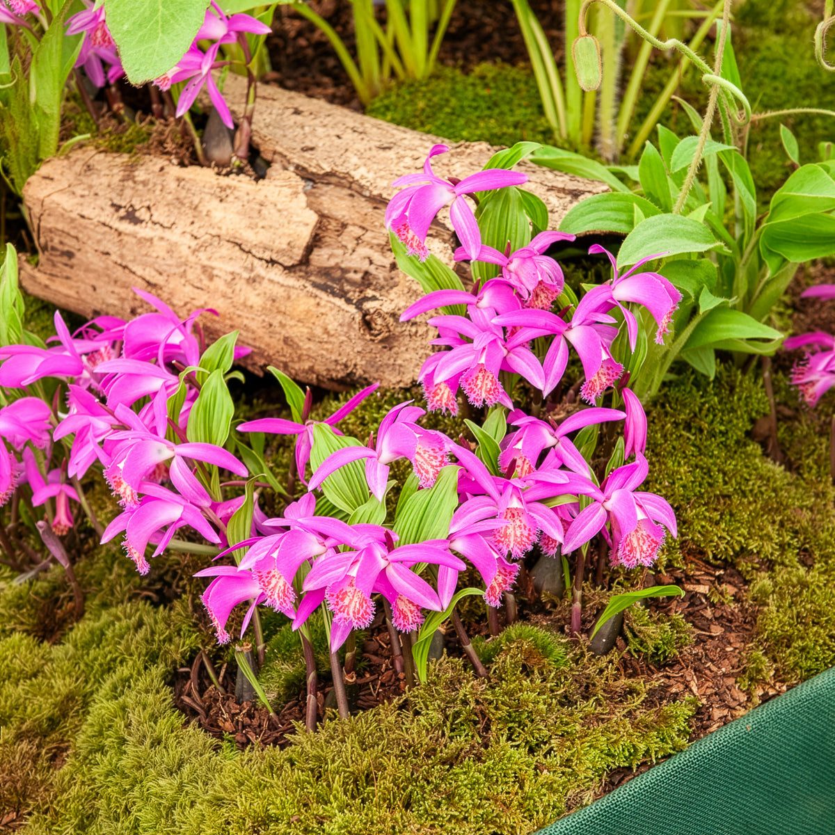 Orchidée 'Pleione Tongariro' - Bakker