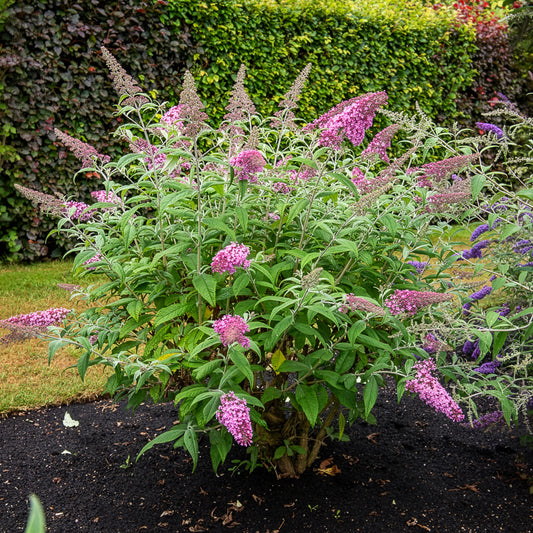 Arbre aux papillons 'Pink Delight' - Bakker